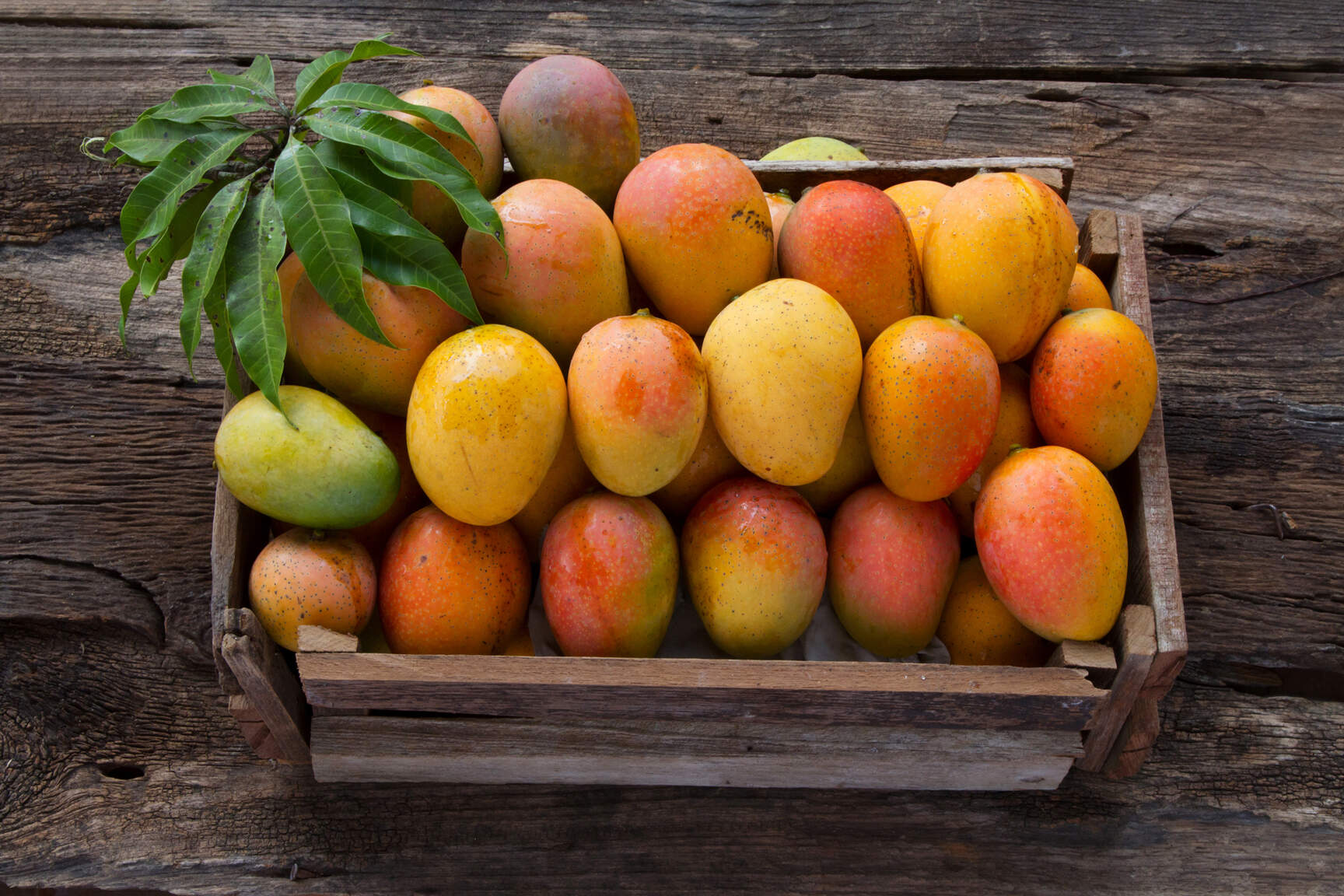 Dachser México mantiene las exportaciones del mango fluyendo a Europa